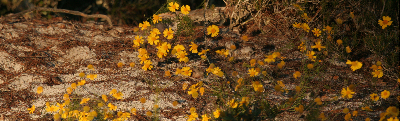 yellow flowers